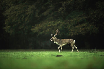 Fallow deer buck walking in grass at edge of autumn forest.