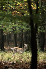 Fallow deer in high grass in autumn forest.