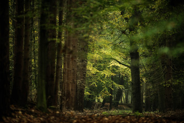 Fototapeta na wymiar Autumn foliage in deciduous forest.