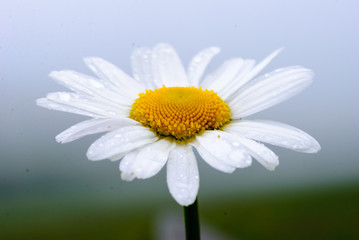 Obraz premium Daisy in the sky