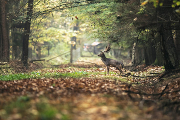 Fallow deer buck on forest path in autumn.