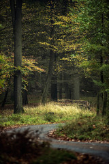 Pathway in deciduous autumn forest.