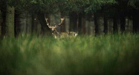 Fallow deer buck in high grass near forest.