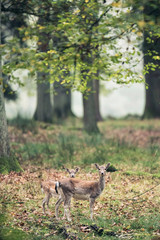 Fallow deer mother with youngster in autumn forest.