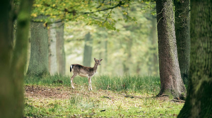 Sleepy fallow deer youngster in deciduous autumn forest.