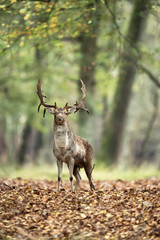 Fallow deer buck in forest in fall season.
