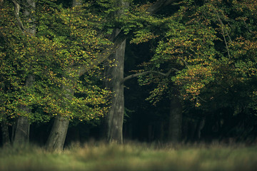Obraz premium Trees with autumn foliage lit by sunlight.