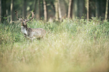 Fallow deer buck in field with high grass.