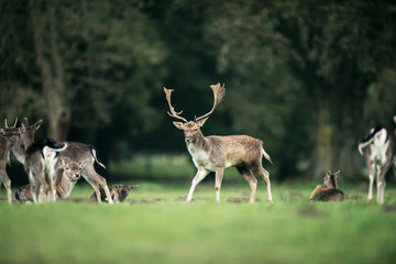 Fallow deer buck between females in ruting season.