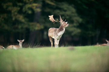 Naklejka na ściany i meble Bellowing fallow deer buck in meadow near forest.