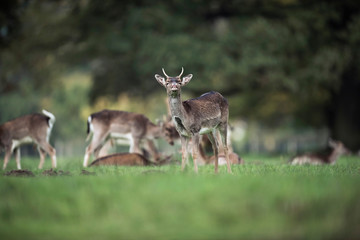 Young fallow deer buck bellowing in rutting season.