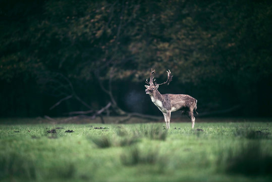 Fallow deer buck standing in meadow at edge of forest.