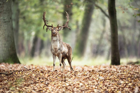 Fallow deer buck in forest in fall season.