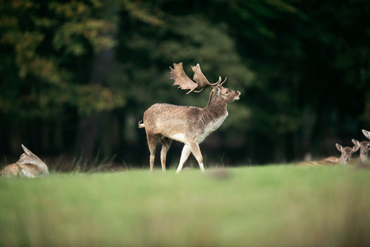 Bellowing fallow deer buck in meadow near forest.