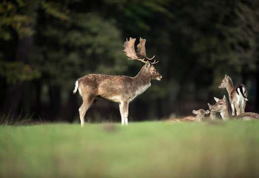 Fallow deer buck in field next to females in rutting season.