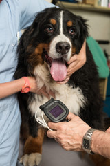 vétérinaire, hypertension artérielle chez le chat  et le chien est une maladie cardiovasculaire...