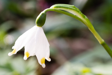 Obraz premium spring's snowflake