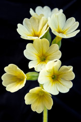 Fototapeta na wymiar Primula veris