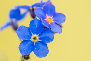  forget-me-not
