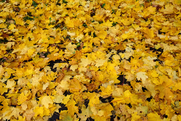 Carpet of fallen leaves