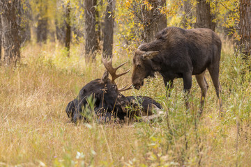 Shiras Moose Rutting in Fall in Wyoming