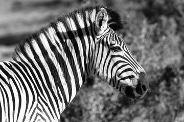 Fototapeta na wymiar Zebra im Addo Elephant National Park, Südafrika