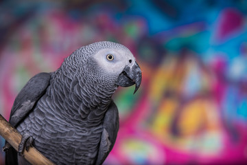 Obraz premium African Grey Parrot against wall with graffitti