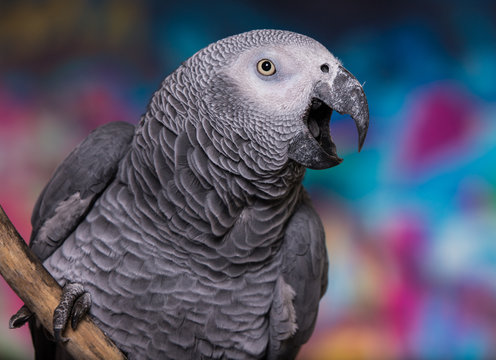 African Grey Parrot talking against wall with graffitti. He has his beak open