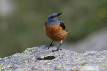  common rock thrush