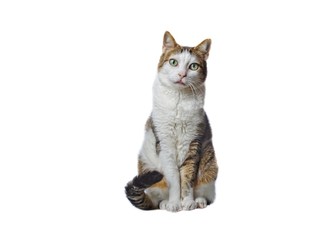 Weiß getigerte Katze schaut lustig in die Kamera