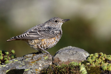  common rock thrush
