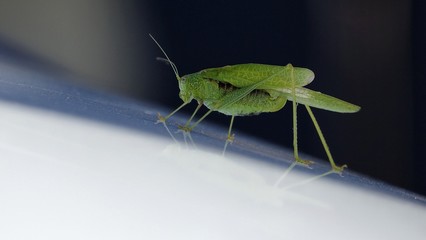 SAUTERELLE VERTE