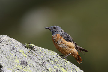  common rock thrush