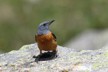  common rock thrush