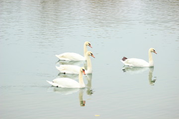 Swans on the lake