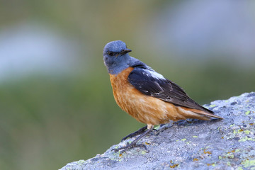  common rock thrush