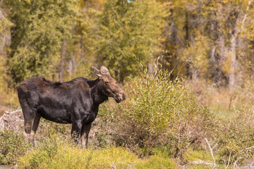 Fototapeta premium Cow Moose in Wyoming in Fall