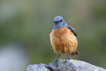  common rock thrush