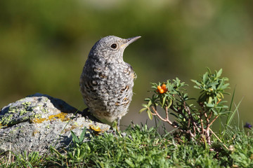  common rock thrush