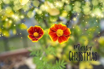 flowers - marry christmas
