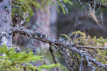 Spruce branch in the forest