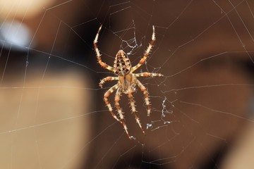 Kreuzspinne