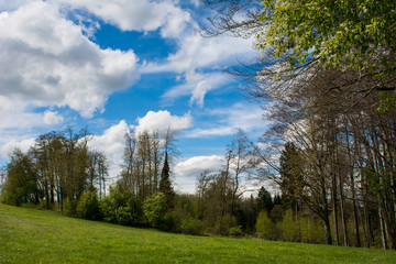 Frühling am Waldrand