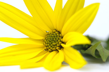 Topinamburblüte