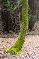 Bemooster krummer Baumstamm