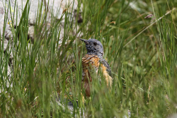  common rock thrush