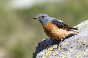  common rock thrush