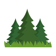 pine forest scene icon vector illustration design