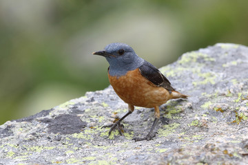 Obraz premium common rock thrush