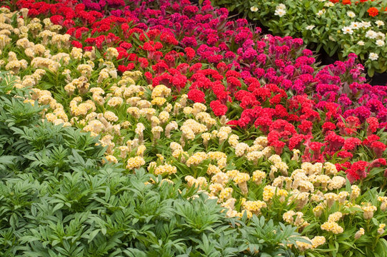 Red and yellow genus Celosia flowers with green leaf
